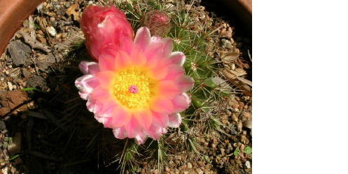 Blooming Cactus